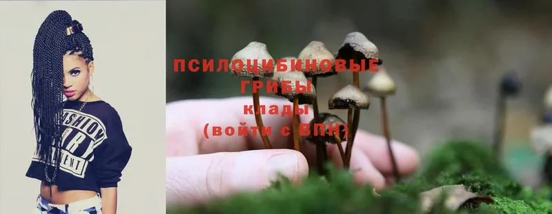 Псилоцибиновые грибы Psilocybe  гидра tor  Кремёнки 